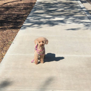 Meet your Posher, Khoan